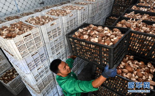 訂單農(nóng)業(yè)助農(nóng)增收，陜西留壩商貿(mào)新篇章